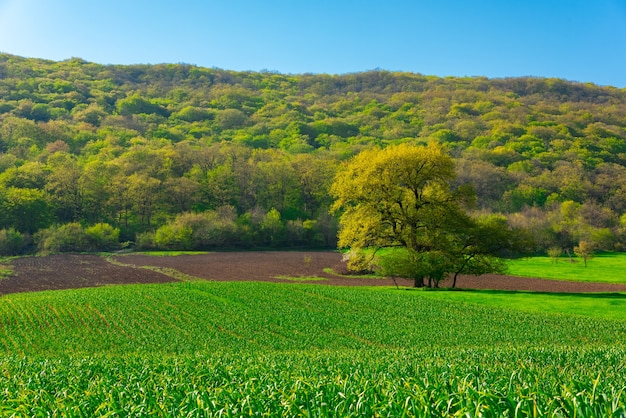 Einsamer üppiger grüner Baum auf Farmfeld