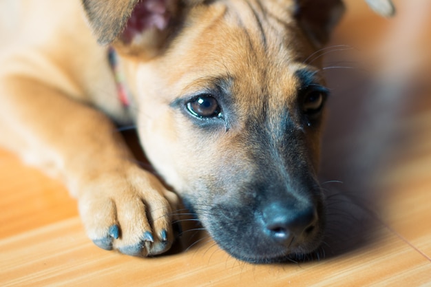 Foto einsamer und trauriger hund