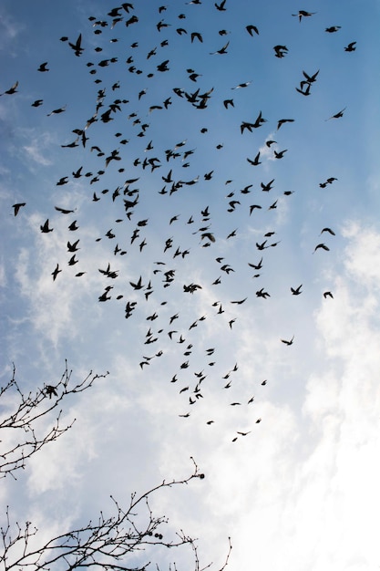 Einsamer Vogel lebt in der natürlichen Umgebung