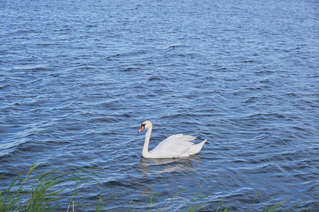 Einsamer weißer Schwan Hintergrund blaues Seewasser