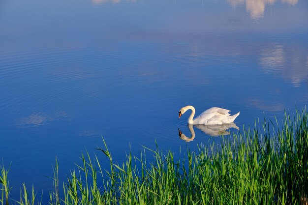 Einsamer weißer Schwan schwimmt im blauen Wasser des LakeBird-Hintergrundes