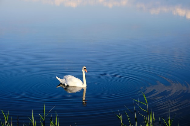 Einsamer weißer Schwan schwimmt im blauen Wasser des LakeBird-Hintergrundes