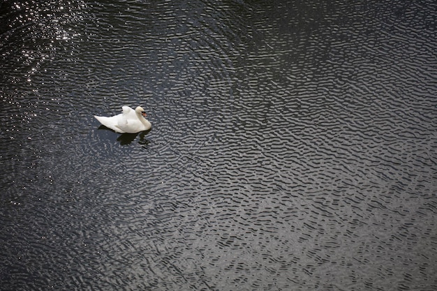 Einsamer weißer Schwan unter grauem Wasser