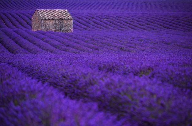 einsames altes verlassenes steinhaus am lavendelfeld im sommer lila aromatische blumen in der nähe von valensole in der provence frankreich