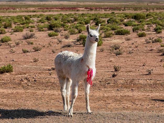 Einsames baby-lama. herbstwüstenlandschaft im bolivianischen altiplano. anden, südamerika