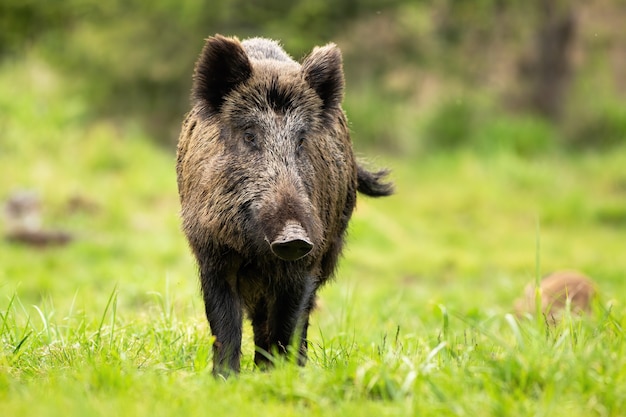 Einsames Wildschwein, das auf dem Wald herumwandert und seinen Schwanz schüttelt