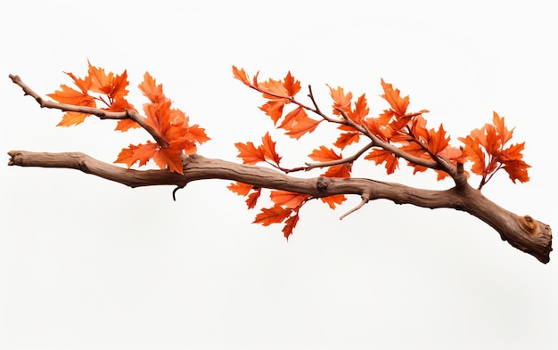 Einsamkeit im Herbst Sequoia-Zweig