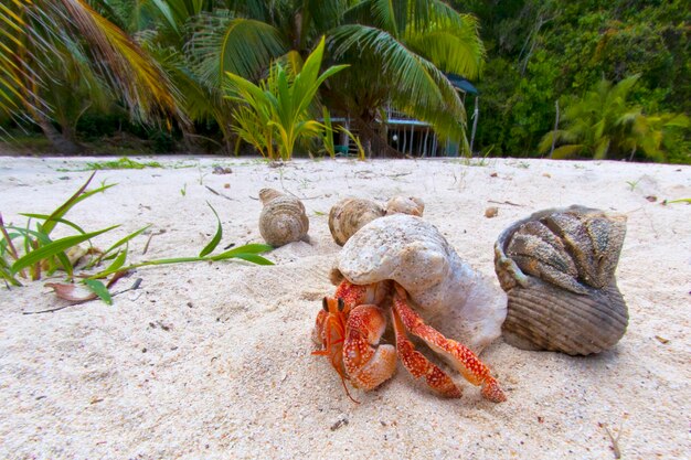 Einsiedlerkrebs am tropischen Paradiesstrand mit weißem Sand