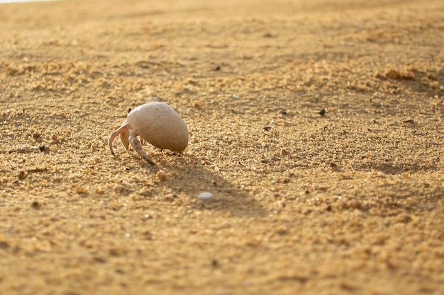 Einsiedlerkrebs im Sand