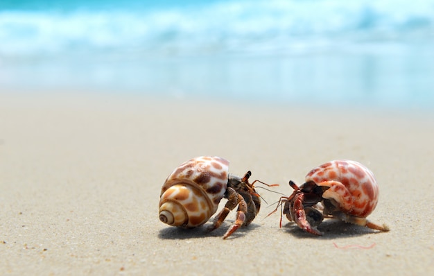 Einsiedlerkrebs zu Fuß am Strand.