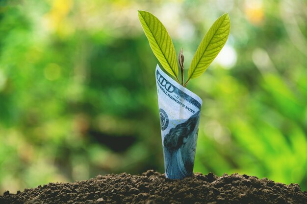 Einsparungsgeldkonzept mit der Banknote, die für Geschäft wächst.