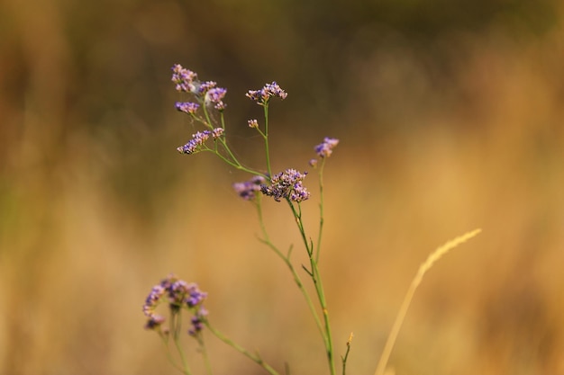 Einzelfeldblume in warmem Licht mit geringer Schärfentiefe auf verschwommenem Hintergrund