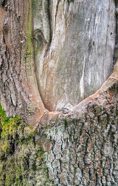 Einzelheiten des Baumstammes