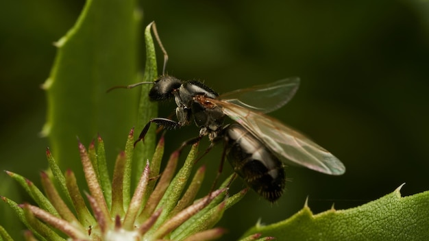 Einzelheiten einer Ameise mit Flügeln, die auf einem Blatt sitzt