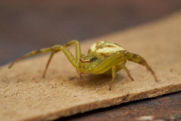 Foto einzelheiten einer gelben krabbenspinne