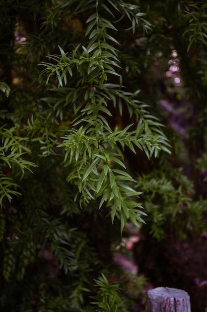 Einzelheiten über Pflanzen und Bäume im Tepuhueico-Nationalpark