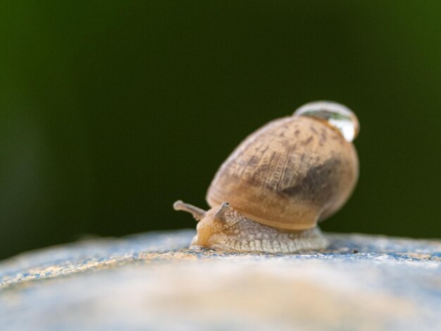 Foto einzelheiten von schnecken auf felsen nahaufnahme einer einzelnen schnecke, die auf felsen kriecht