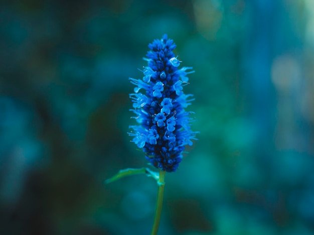 Einzelne blaue Blume mit Bokeh-Hintergrund Hyazinthe Hyacinthus orientalis