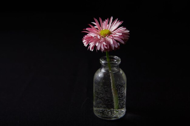 Einzelne Blume in Glasvase auf schwarzem Hintergrund