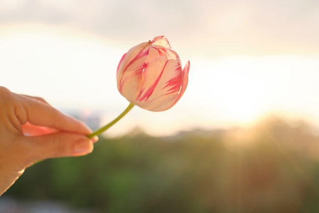 Einzelne Blume in weiblicher Hand. Wunderschöne Tulpe