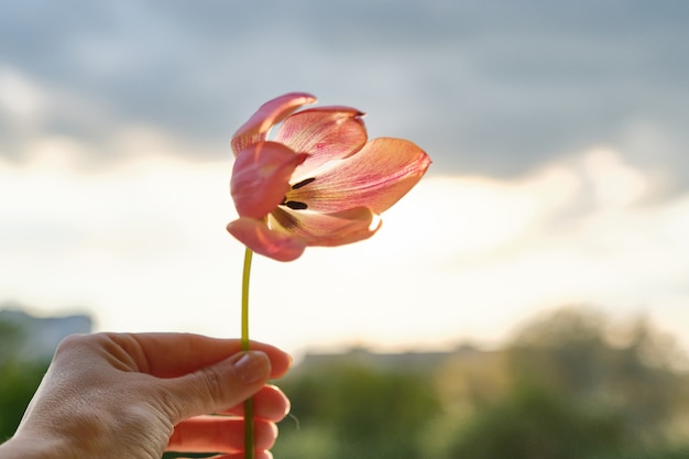 Einzelne Blume in weiblicher Hand