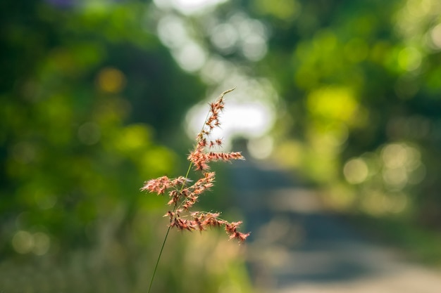 Einzelne Blumengrasstraße.