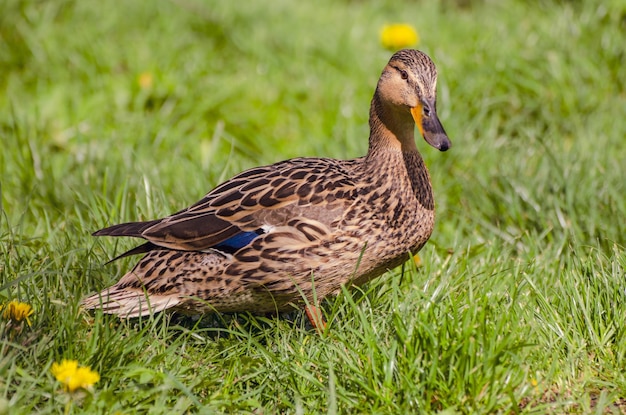 Einzelne braune Ente