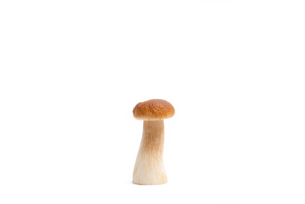 Foto einzelne braune kappe boletus edulis isoliert auf weißem hintergrund. roher essbarer pilz. niemand