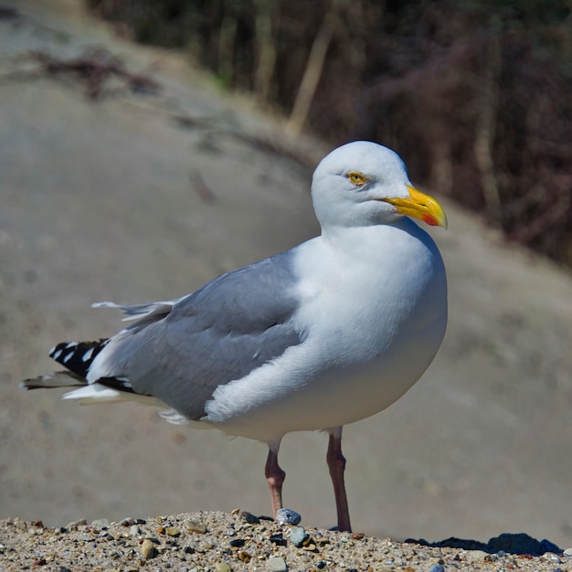 Einzelne europäische Silbermöwe auf Helgoland - Insel Düne - Nordstrand - Larus argentatus