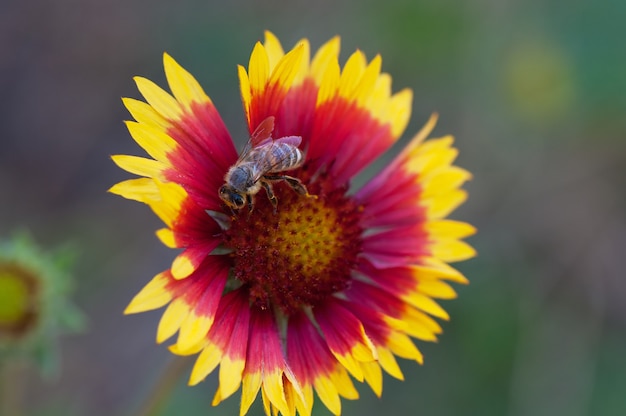 Einzelne Gänseblümchenblume und -biene des Sommers