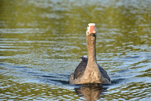 Einzelne Gans, die auf einem See schwimmt