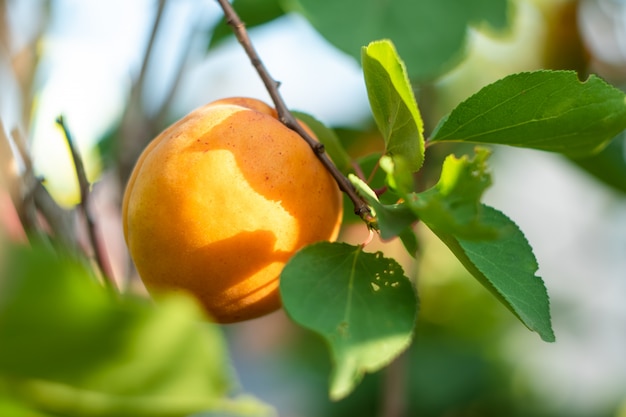 Einzelne gelbe Aprikose auf einem Zweig eines Obstbaumes im Sommer