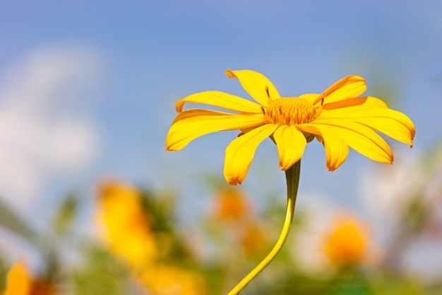 Einzelne gelbe baum-ringelblume oder maxican-sonnenblume der nahaufnahme im blauen hintergrund des himmels.