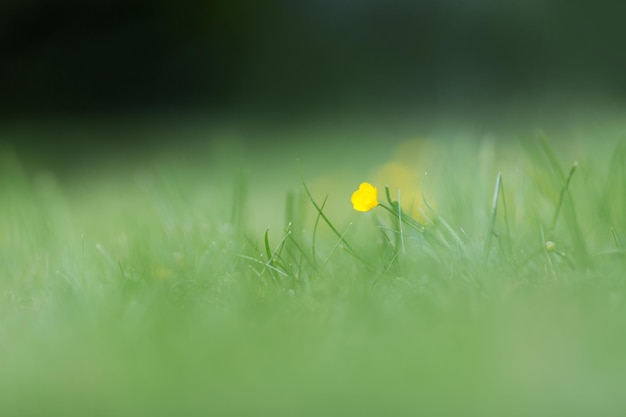 Einzelne gelbe Blume im grünen Gras