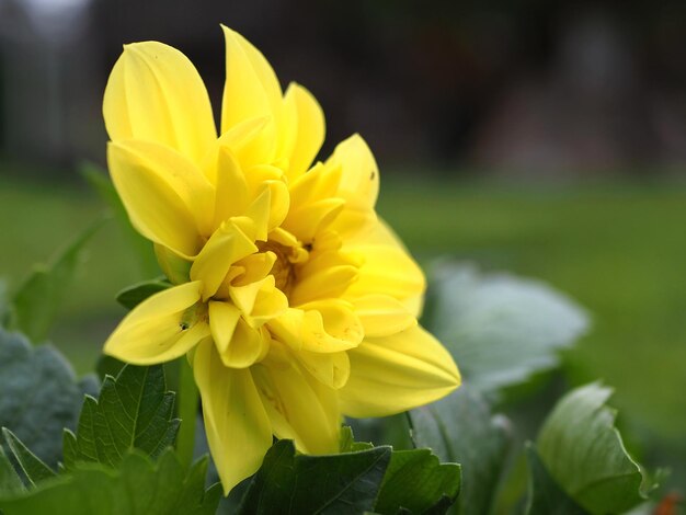 Einzelne gelbe Dahlienblüte aus nächster Nähe (Dahlia). Oblast Leningrad, Russland.