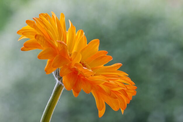 Einzelne goldene Gerbera-Blume in voller Blüte