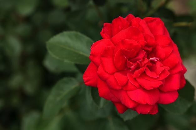 Einzelne große Rotrose im Garten, Draufsicht