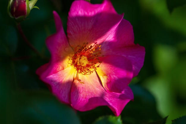 Einzelne hellrosa Rosenblume im Schatten des Sommergartens