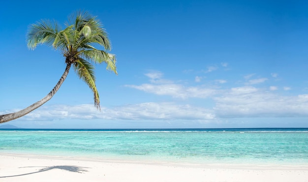 Einzelne Kokospalme am Strand auf blauem Himmel und kristallklarem Meereshintergrund mit Kopierraum tropisches Stunner-Konzept