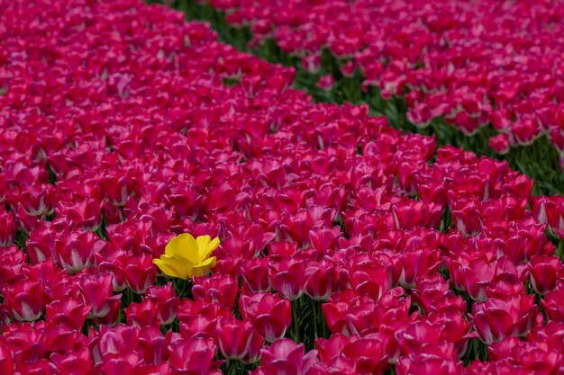Einzelne leuchtend gelbe Tulpe in einem Feld aus rosa Tulpen