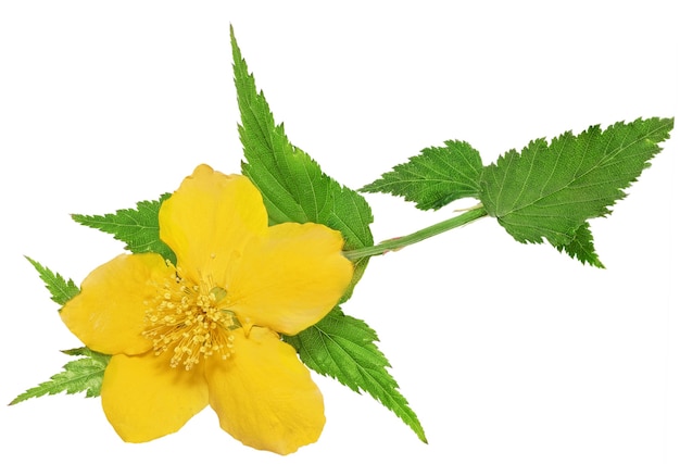 Einzelne Marsh Marigold Gelbe Wildblumen isoliert.