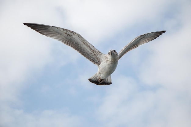 Einzelne Möwe fliegt in einem bewölkten Himmel