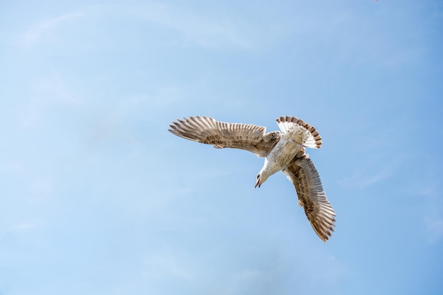 Einzelne Möwe fliegt in einem bewölkten Himmel