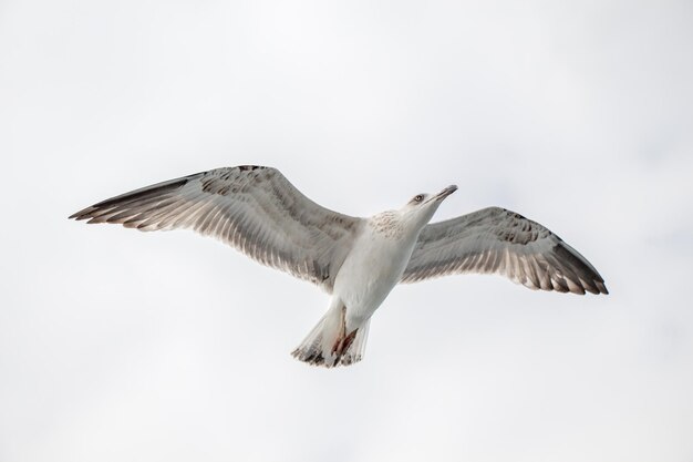 Einzelne Möwe fliegt in einem bewölkten Himmel