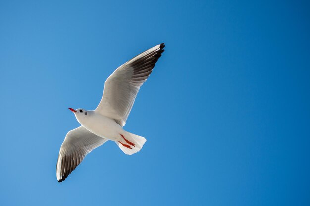 Einzelne Möwe fliegt vor blauem Himmel