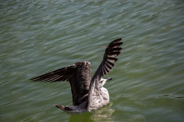 Einzelne Möwe im seichten Wasser