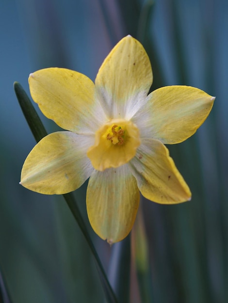 Einzelne Narzissenblüte aus nächster Nähe. Oblast Leningrad, Russland.