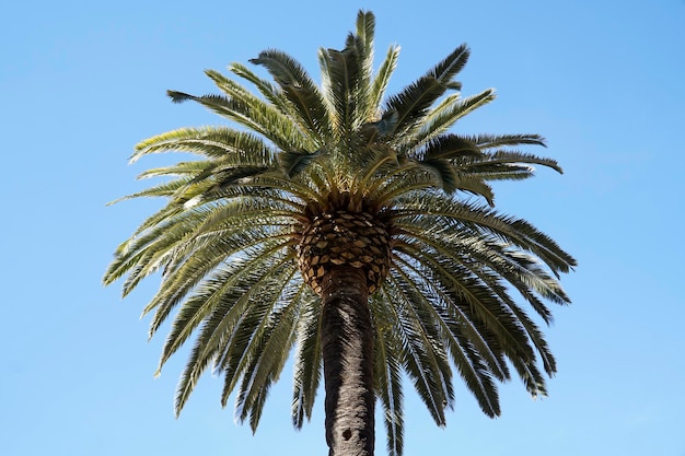 Einzelne Palme und Himmel im Hintergrund