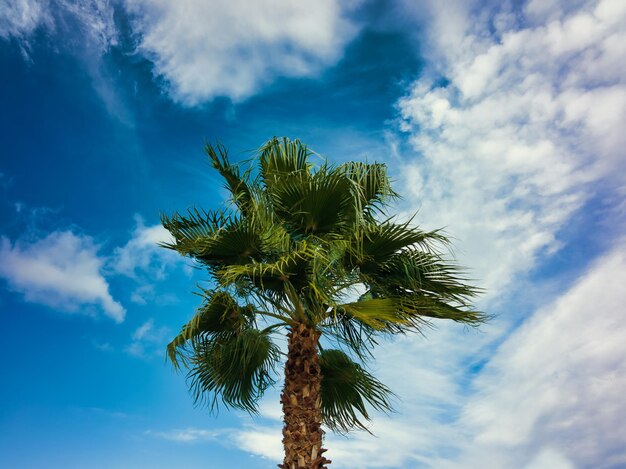 Einzelne Palme vor einem hellen Himmelshintergrund mit Wolken