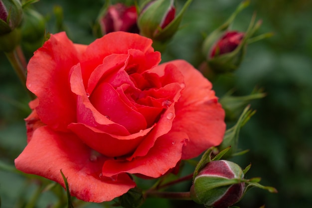 Einzelne Pfirsichrose mit Blättern auf grünem Hintergrund. Perfekte Blume. Foto in hoher Qualität